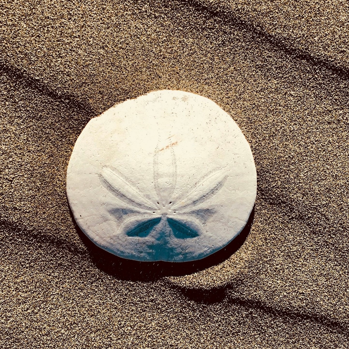Sand Dollar