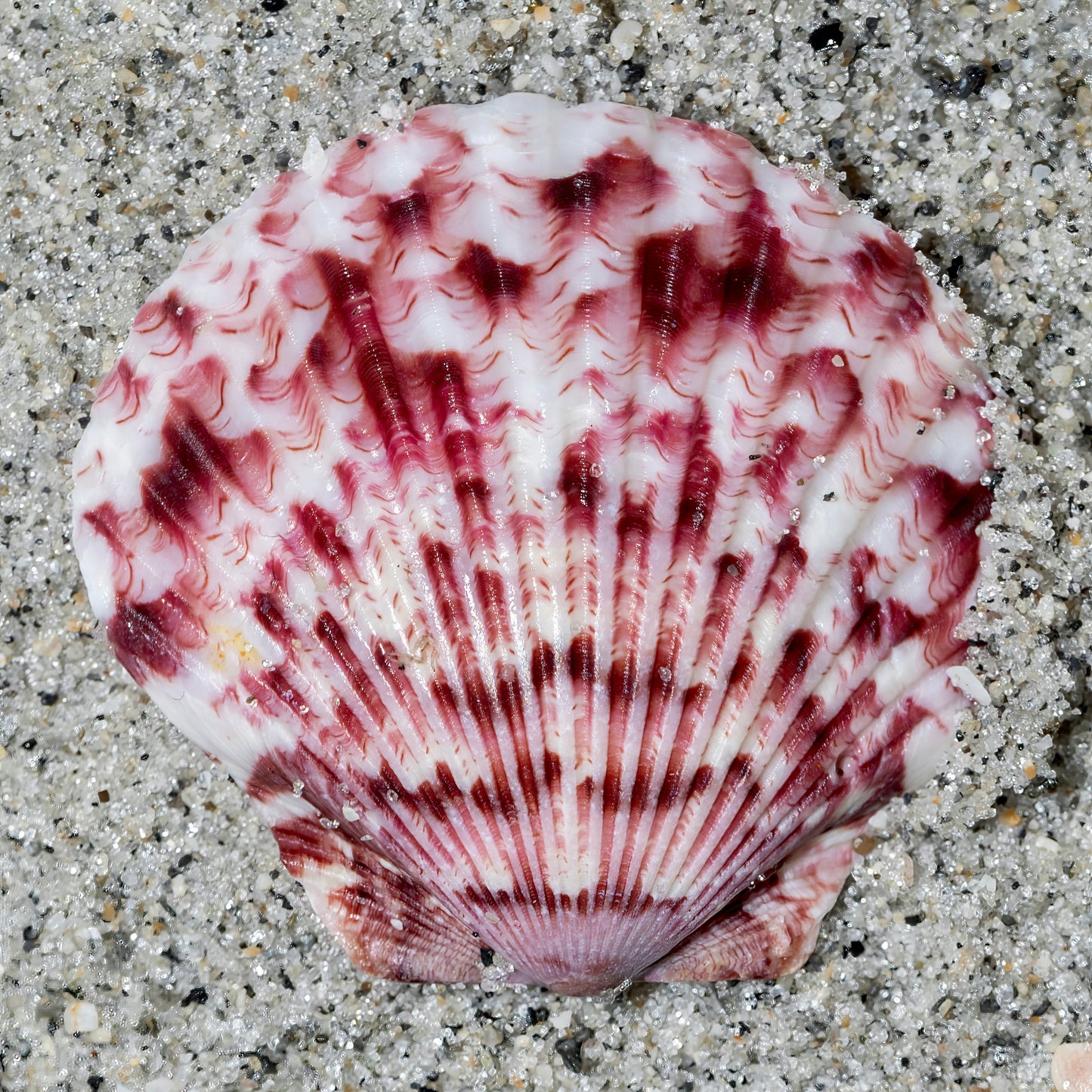 Scallop Shell