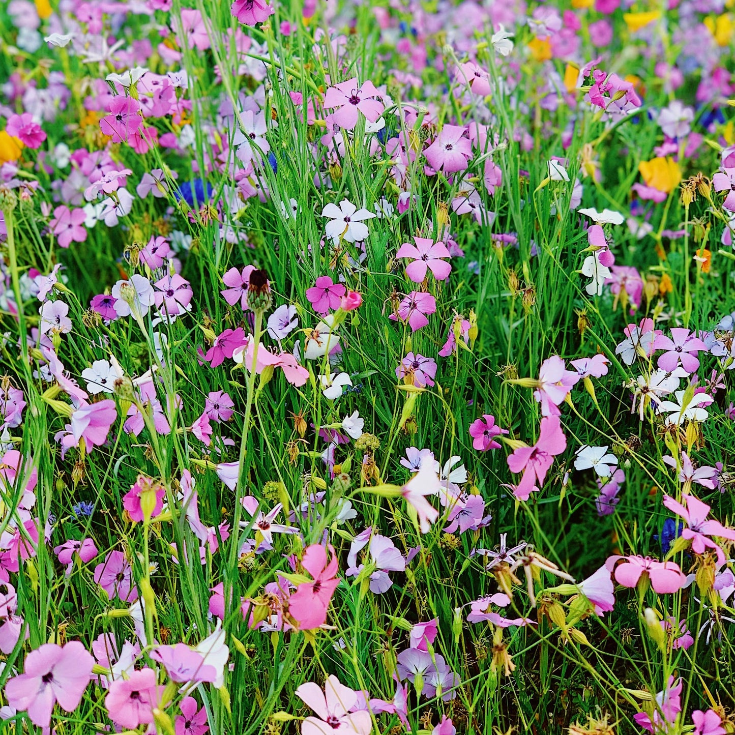 Meadow Bloom
