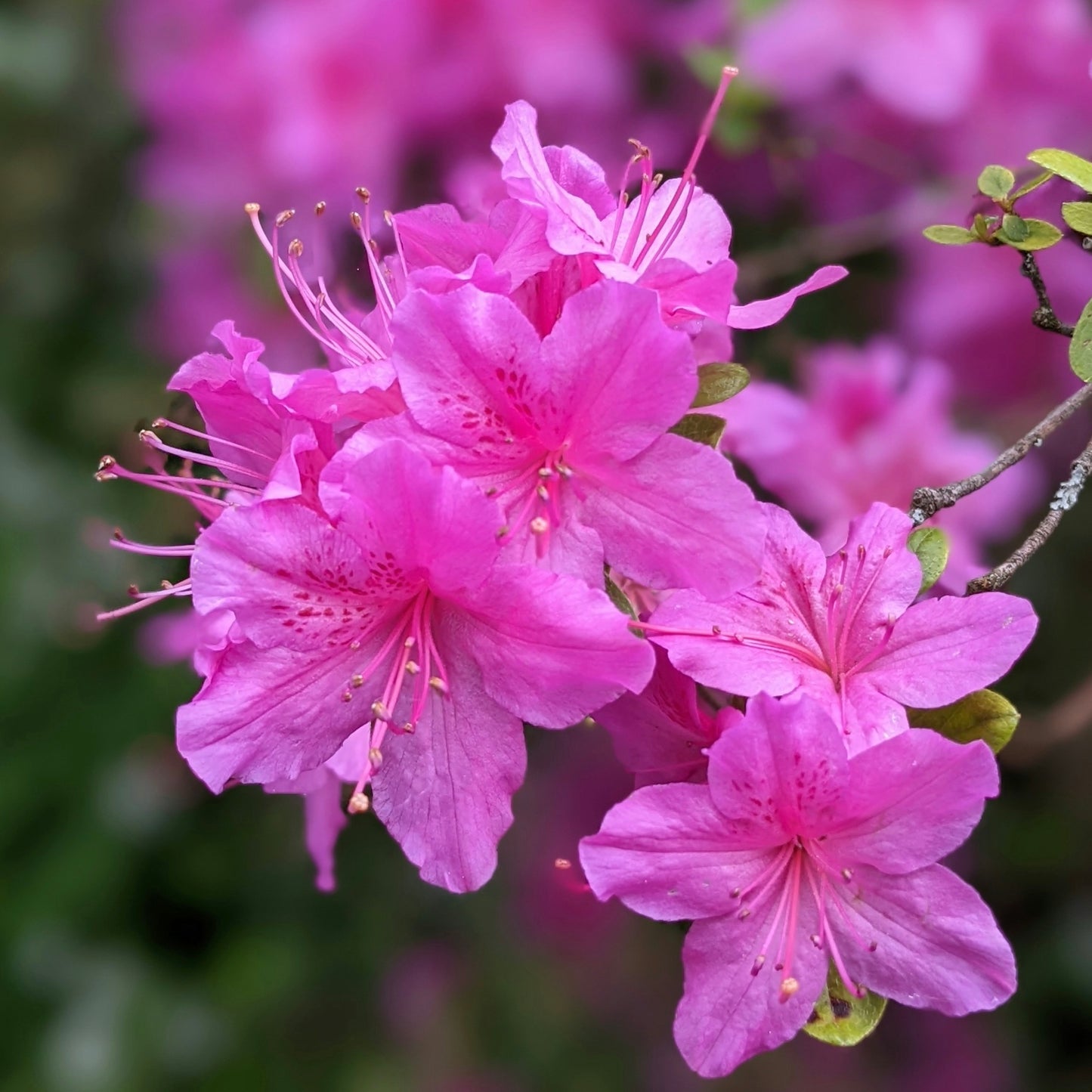 Azalea Bloom