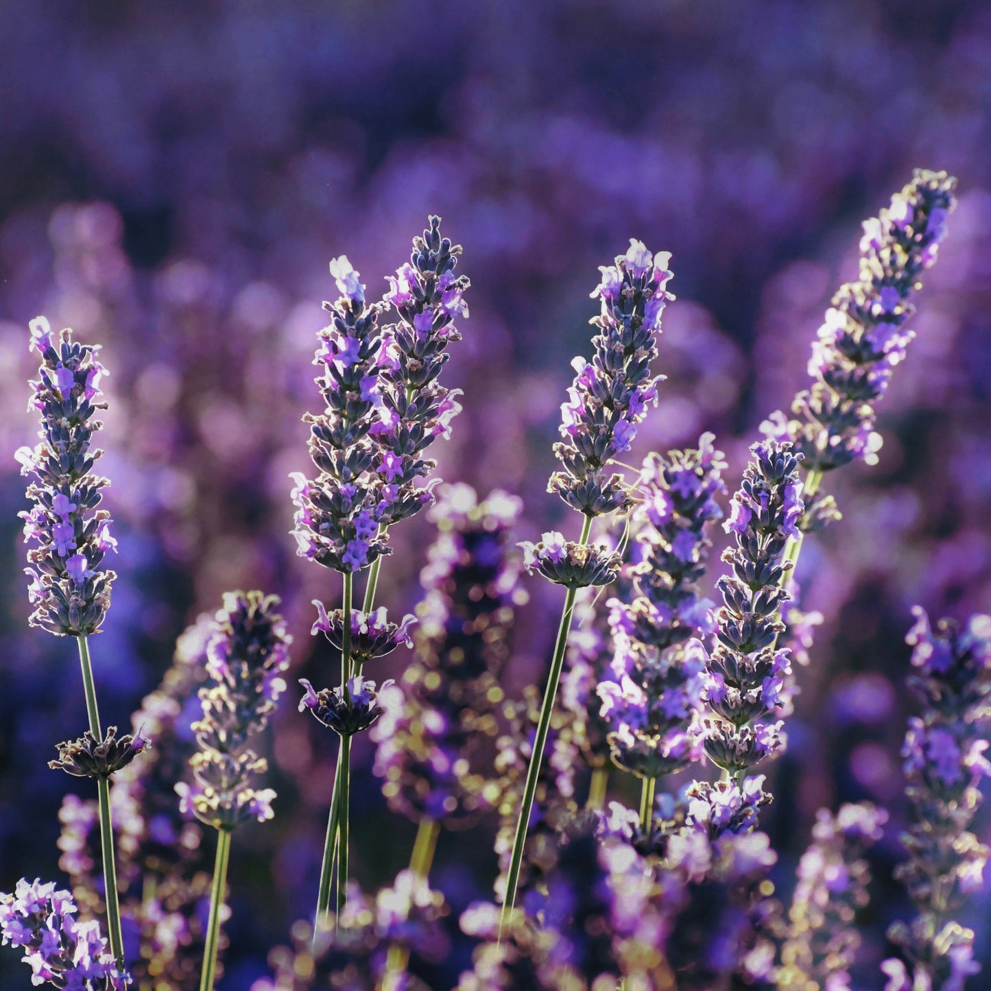 Lavender Fields