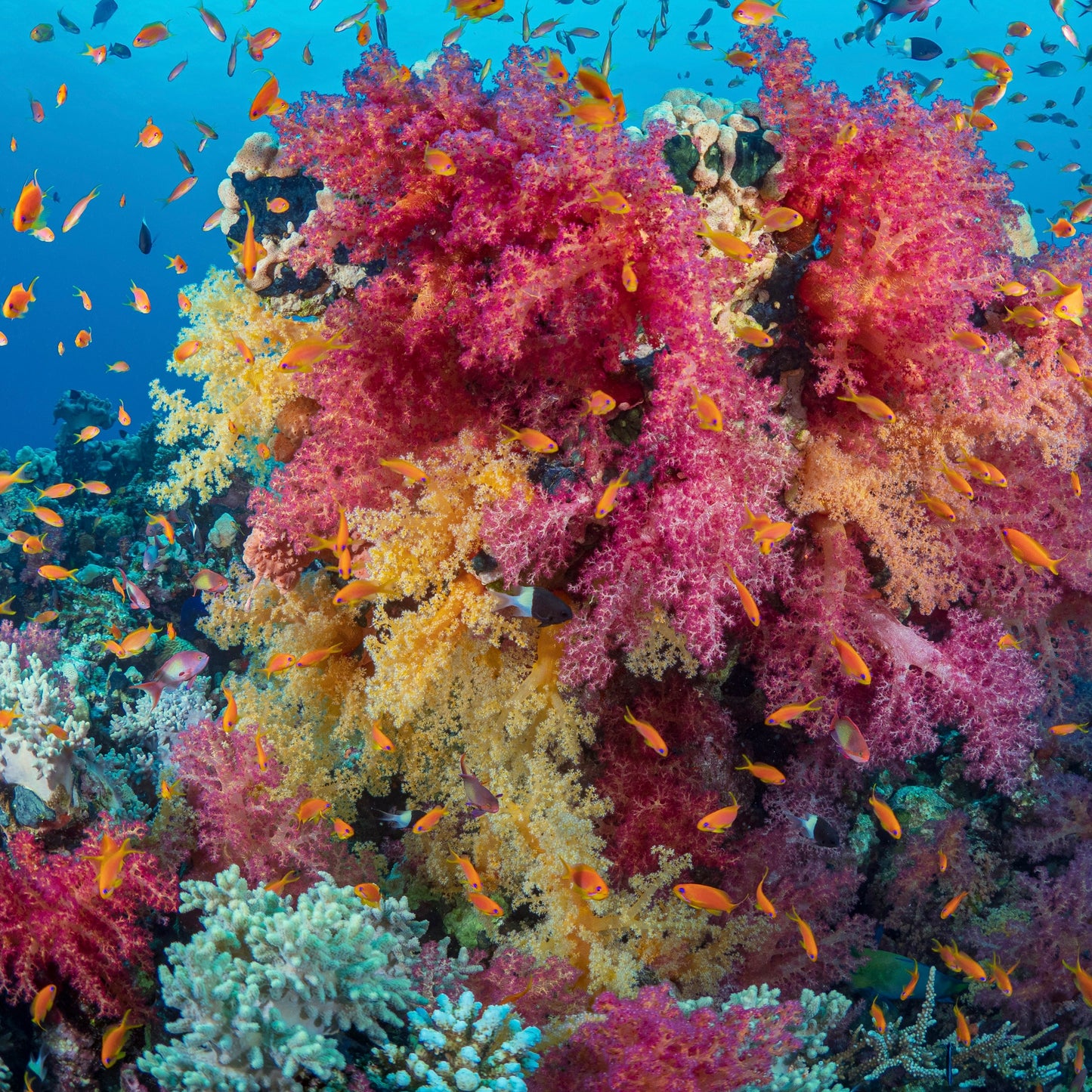 Coral Reef