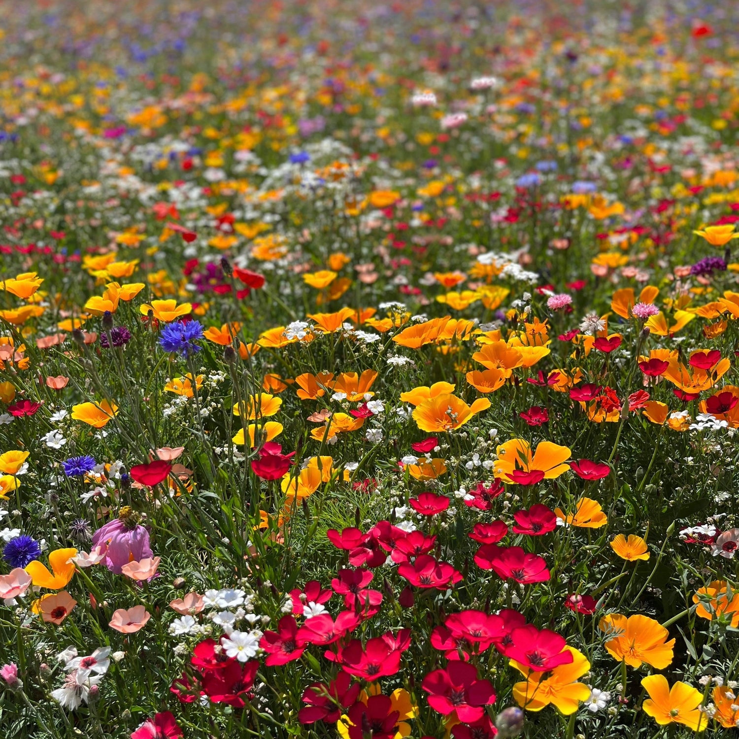 Wildflower Fields