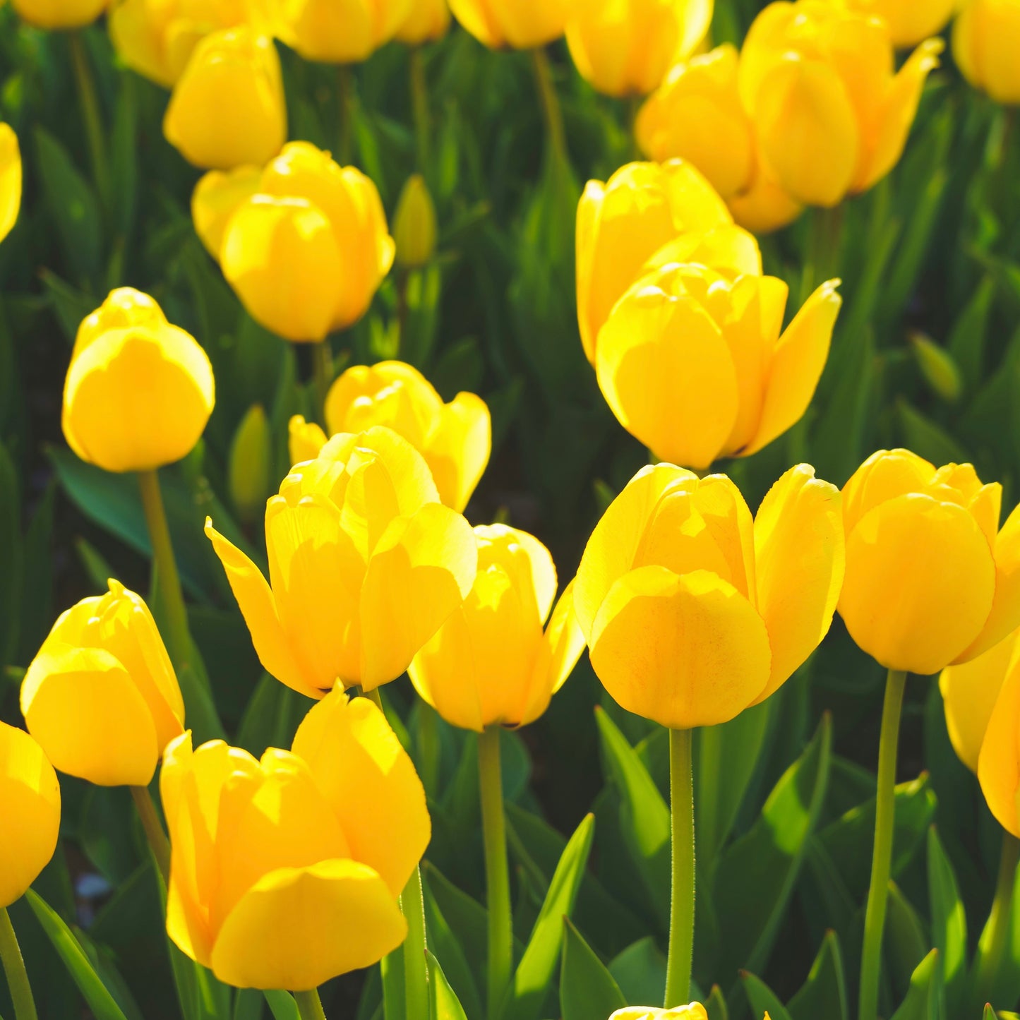 Yellow Tulip