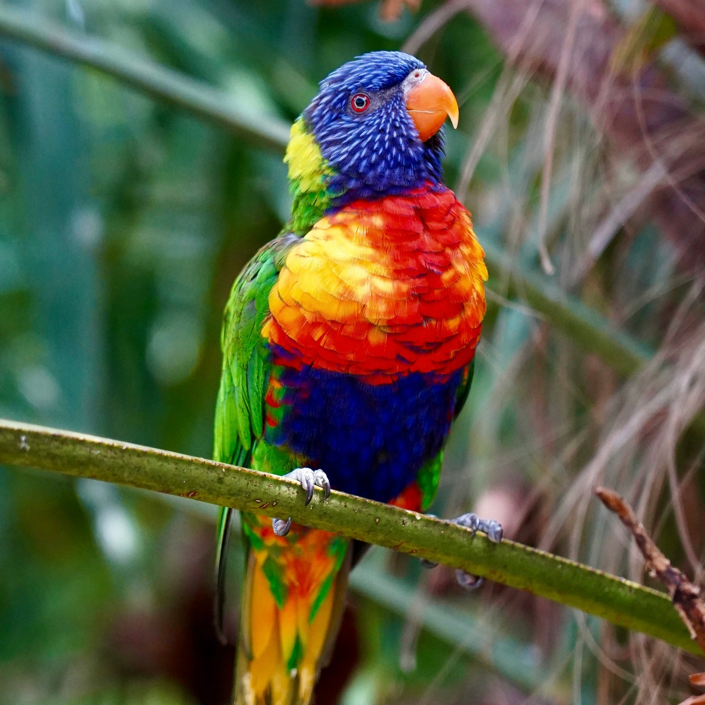 Wild Parrot
